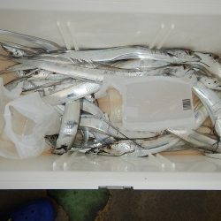 sea boss　シーボス 釣果