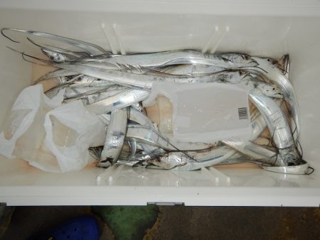 sea boss　シーボス 釣果