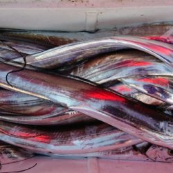 オーフリー 釣果