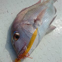 マタウマリンサービス 釣果