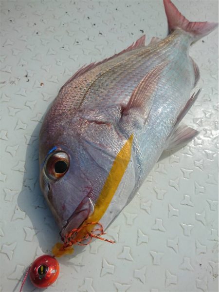 マタウマリンサービス 釣果