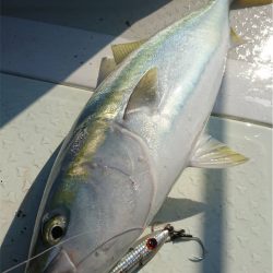 マタウマリンサービス 釣果