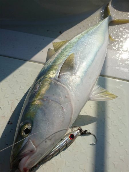 マタウマリンサービス 釣果