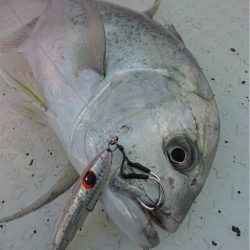 マタウマリンサービス 釣果