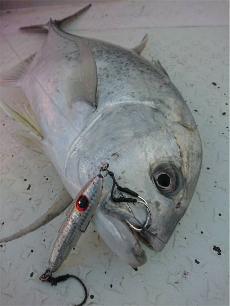 マタウマリンサービス 釣果