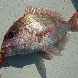 マタウマリンサービス 釣果