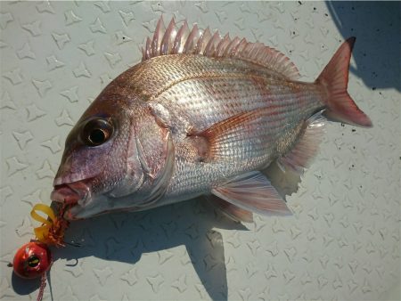 マタウマリンサービス 釣果