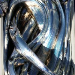 オーフリー 釣果