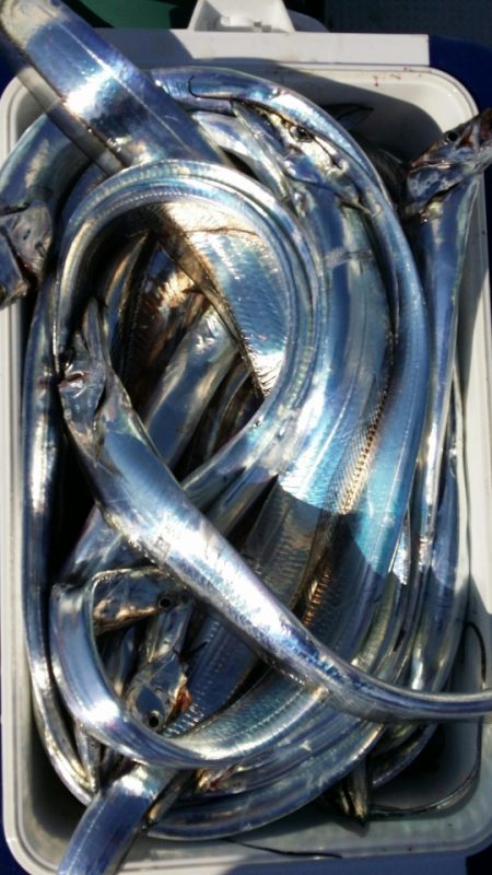 オーフリー 釣果