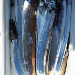 オーフリー 釣果