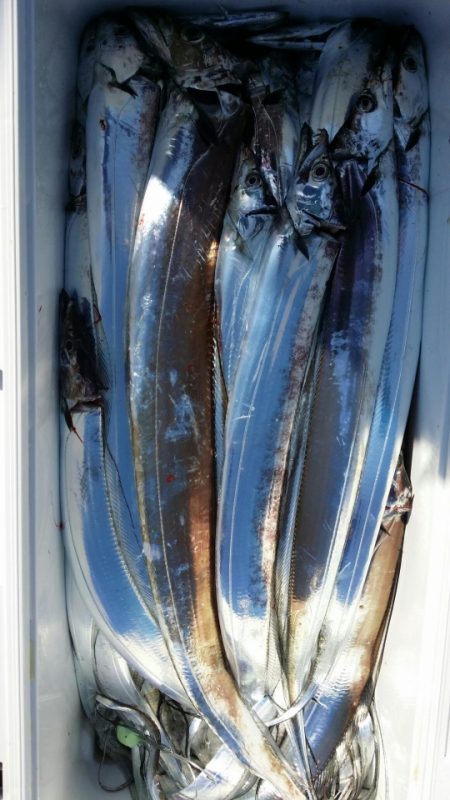 オーフリー 釣果