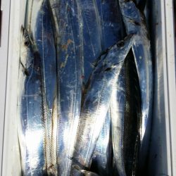 オーフリー 釣果