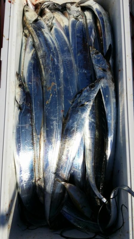 オーフリー 釣果