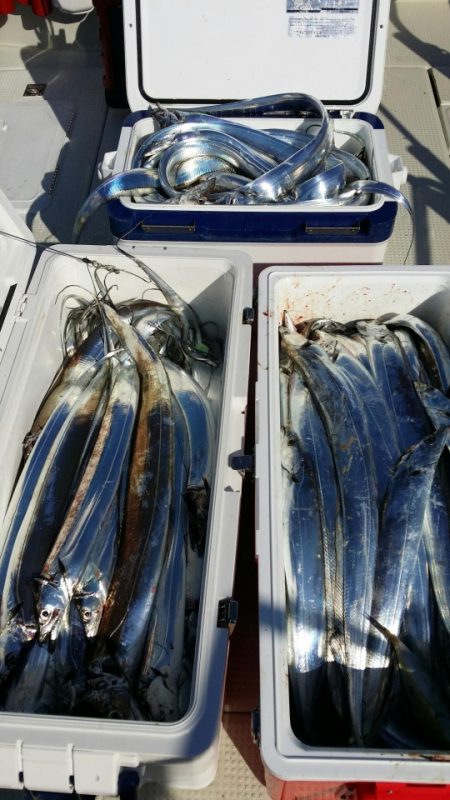 オーフリー 釣果