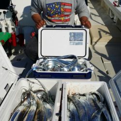 オーフリー 釣果