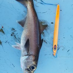 香織丸 釣果
