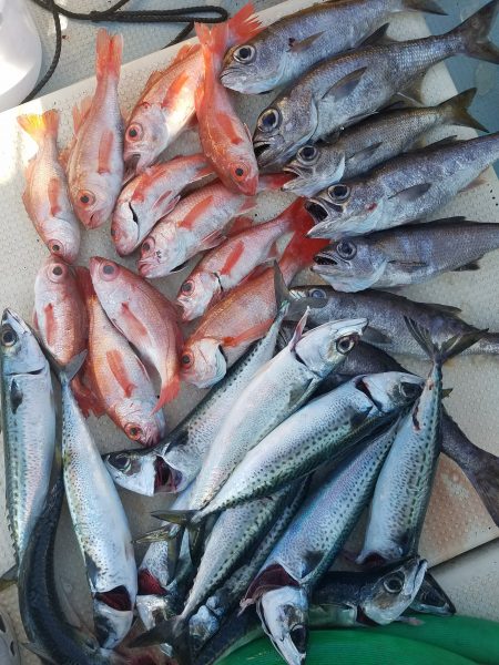 香織丸 釣果