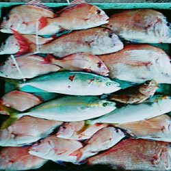 明神釣船 釣果