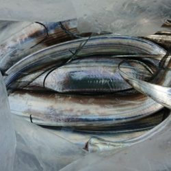 オーフリー 釣果