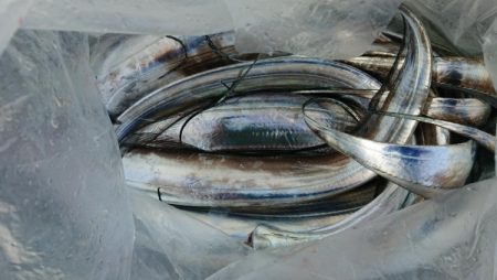 オーフリー 釣果