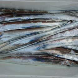 オーフリー 釣果