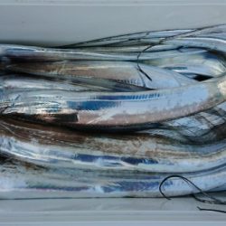 オーフリー 釣果