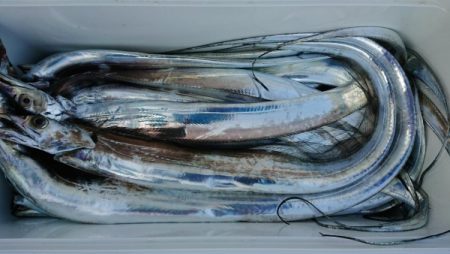 オーフリー 釣果