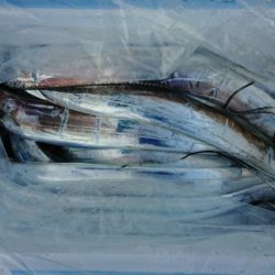 オーフリー 釣果