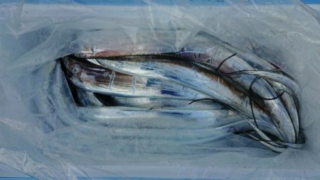 オーフリー 釣果