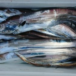 オーフリー 釣果