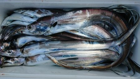 オーフリー 釣果