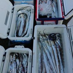 オーフリー 釣果