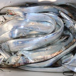 松本釣船２ 釣果