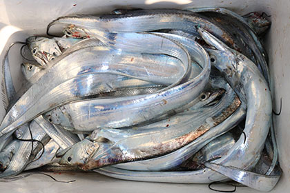 松本釣船２ 釣果