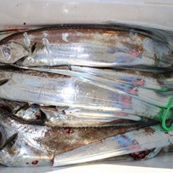 松本釣船２ 釣果