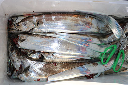 松本釣船２ 釣果