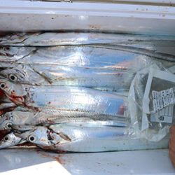 松本釣船２ 釣果