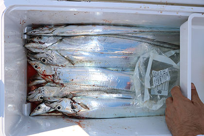 松本釣船２ 釣果