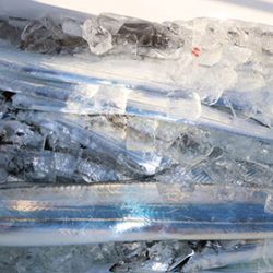 松本釣船２ 釣果