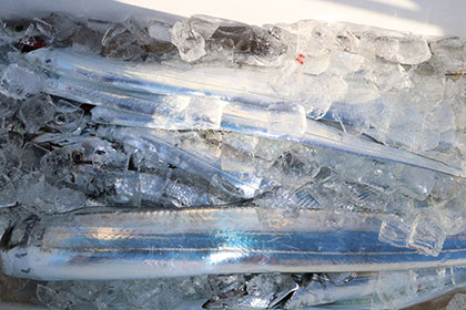 松本釣船２ 釣果