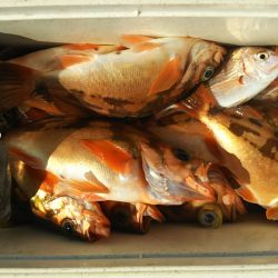 モンロー号 釣果