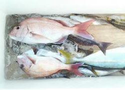 長栄丸(静岡) 釣果