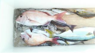 長栄丸(静岡) 釣果