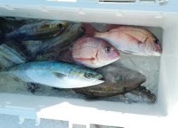 長栄丸(静岡) 釣果