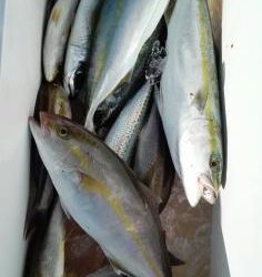 長栄丸(静岡) 釣果