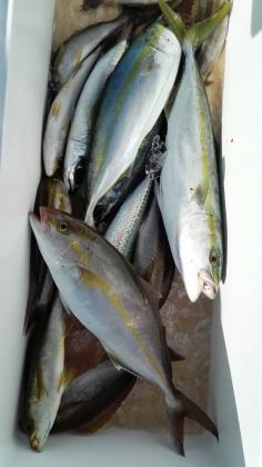 長栄丸(静岡) 釣果