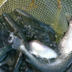 みどりフィッシングエリア 釣果