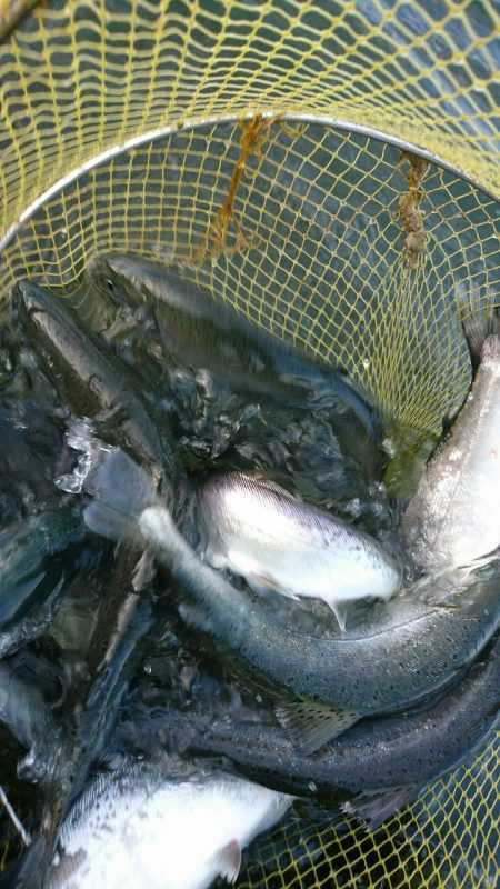 みどりフィッシングエリア 釣果