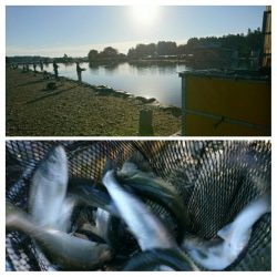 みどりフィッシングエリア 釣果