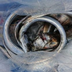 オーフリー 釣果